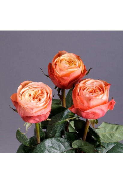 Троянда чайно-гібридна ’Кахала’